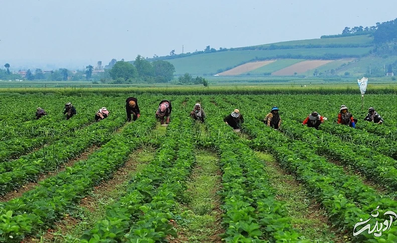 (تصاویر) برداشت توت فرنگی در گلستان